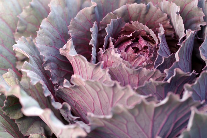 Purple Cabbage Selective Focus